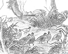 quail Printable Coloring Nplooj Ntawv